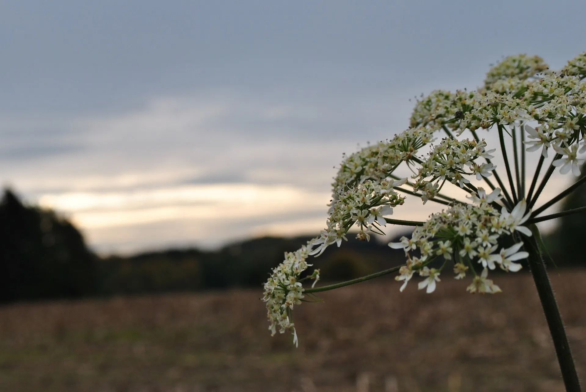 Bjørneklo i blomst i et dansk landskab