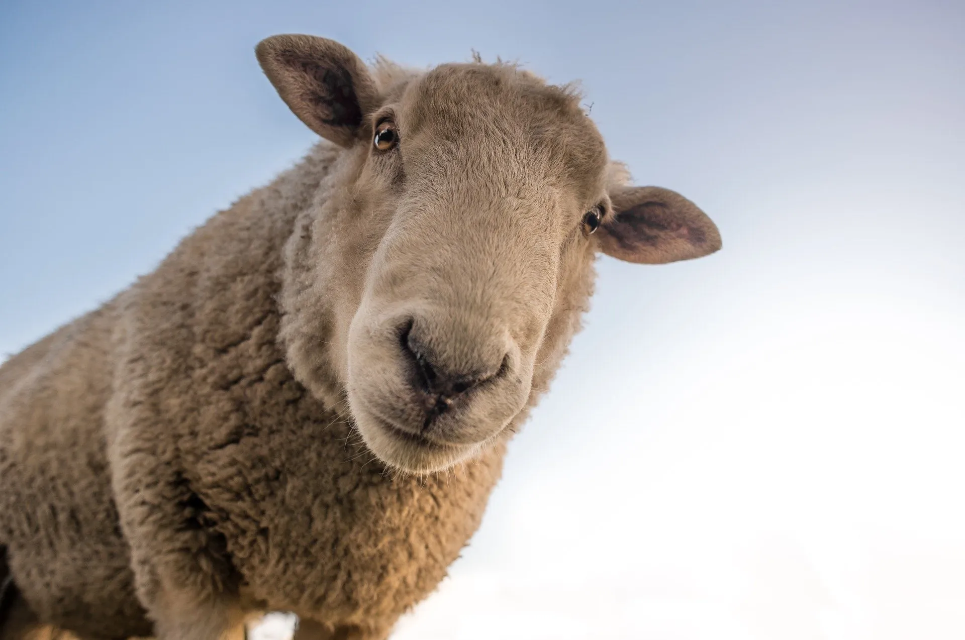 Får hos Klitgaard Agro