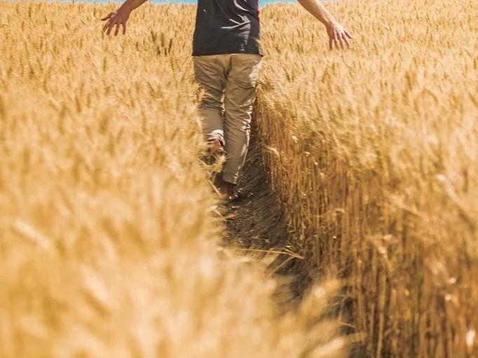 Person der går gennem en kornmark